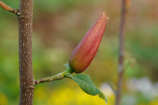 Magnolie Daybreak - Magnolia Daybreak